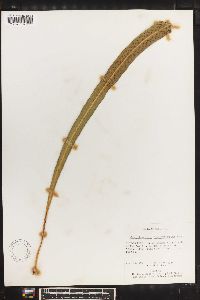 Campyloneurum angustifolium image