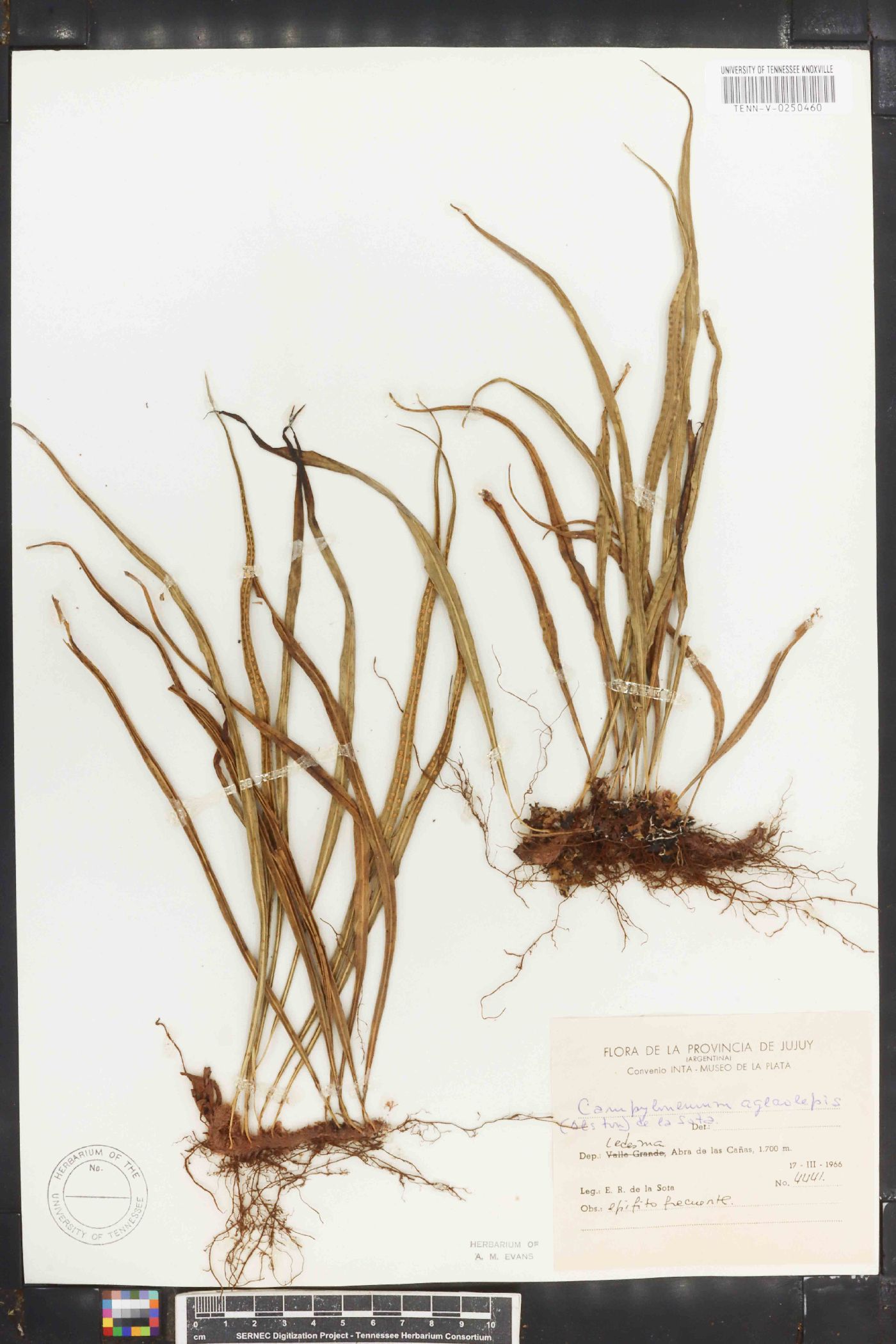 Campyloneurum aglaolepis image