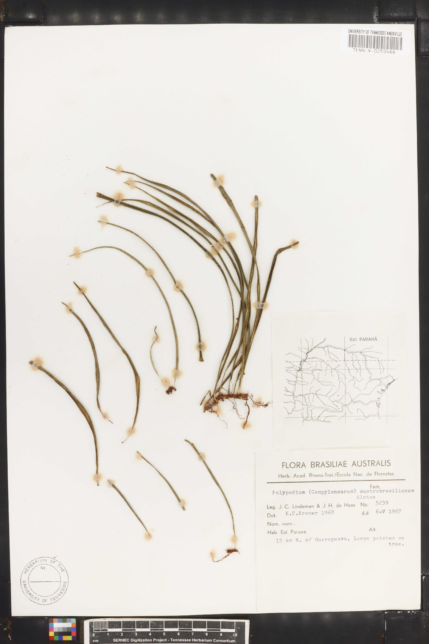 Campyloneurum austrobrasilianum image