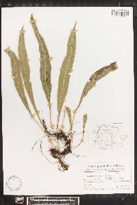 Campyloneurum repens image