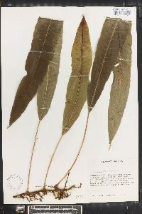 Campyloneurum repens image