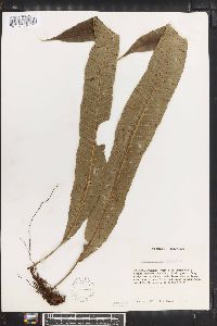 Campyloneurum repens image