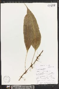 Campyloneurum repens image