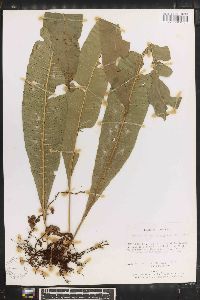 Campyloneurum repens image