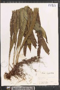 Campyloneurum lorentzii image