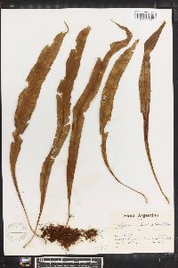 Campyloneurum lorentzii image