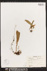 Campyloneurum aphanophlebium image