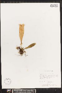 Campyloneurum aphanophlebium image