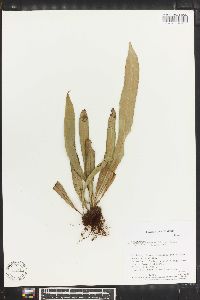 Campyloneurum aphanophlebium image