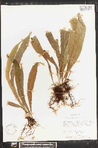 Campyloneurum aphanophlebium image