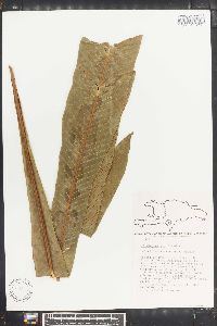 Campyloneurum phyllitidis image