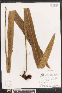 Polypodium phyllitidis image