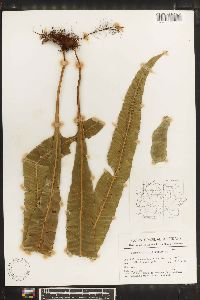 Campyloneurum phyllitidis image