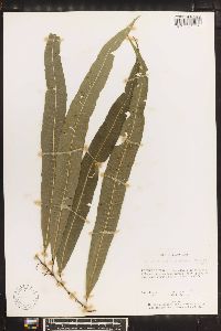 Campyloneurum serpentinum image