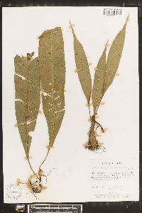 Campyloneurum serpentinum image