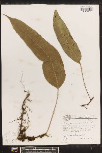 Campyloneurum sphenodes image