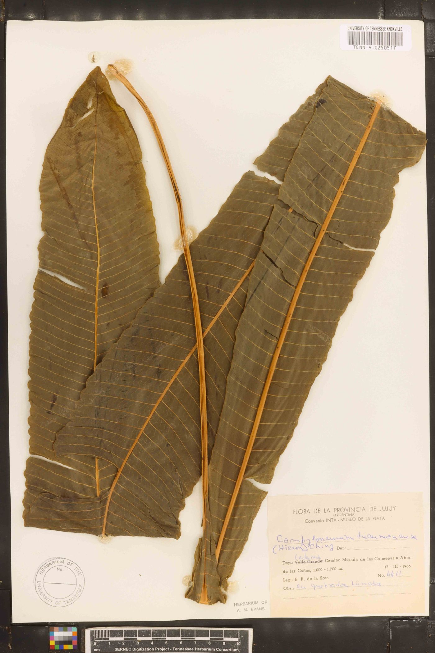 Campyloneurum tucumanense image