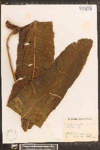 Campyloneurum tucumanense image