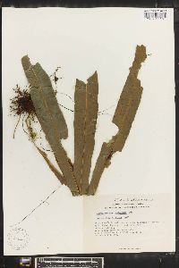 Campyloneurum xalapense image