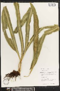 Campyloneurum xalapense image