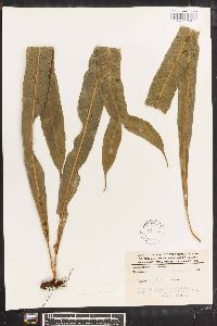 Campyloneurum xalapense image