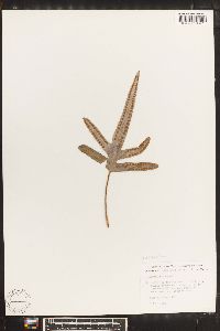 Phlebodium aureum image