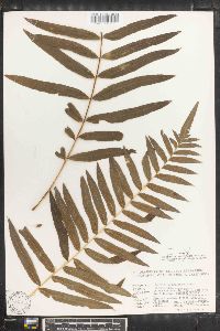 Polypodium adelphum image