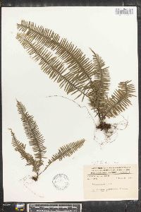 Polypodium plumula image