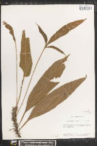 Pleopeltis bradeorum image