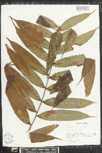 Serpocaulon caceresii image