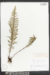 Polypodium camptophyllarium image