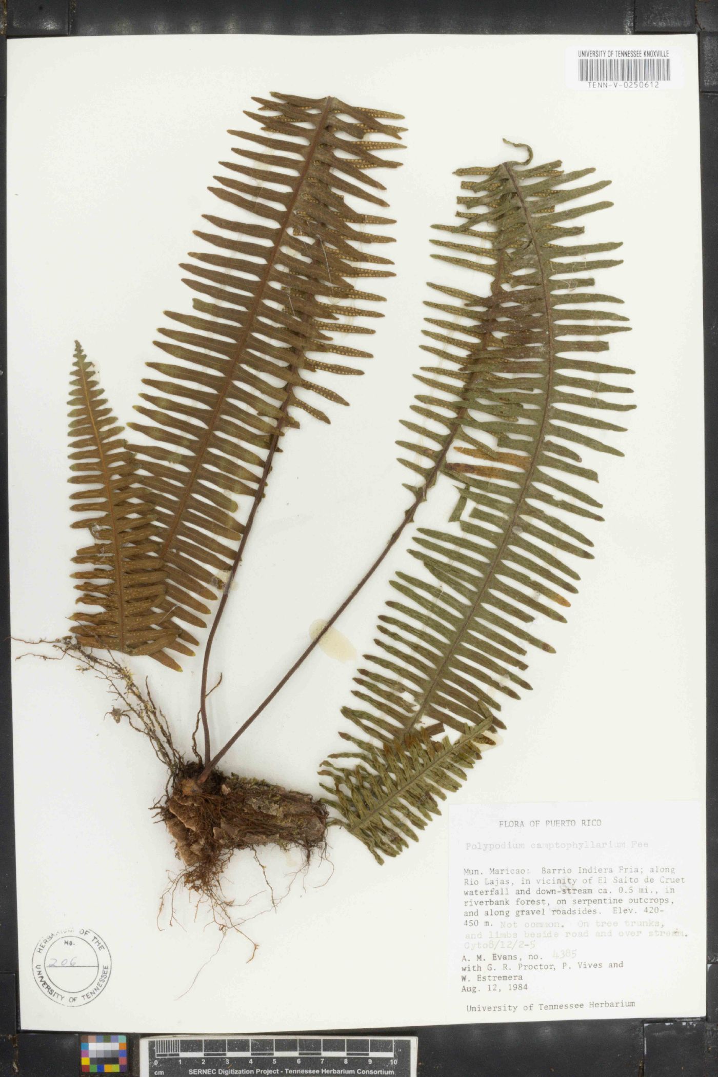 Polypodium camptophyllarium image