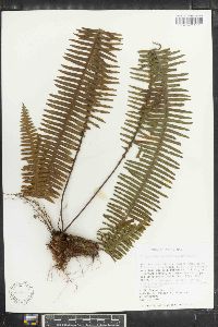 Polypodium camptophyllarium image
