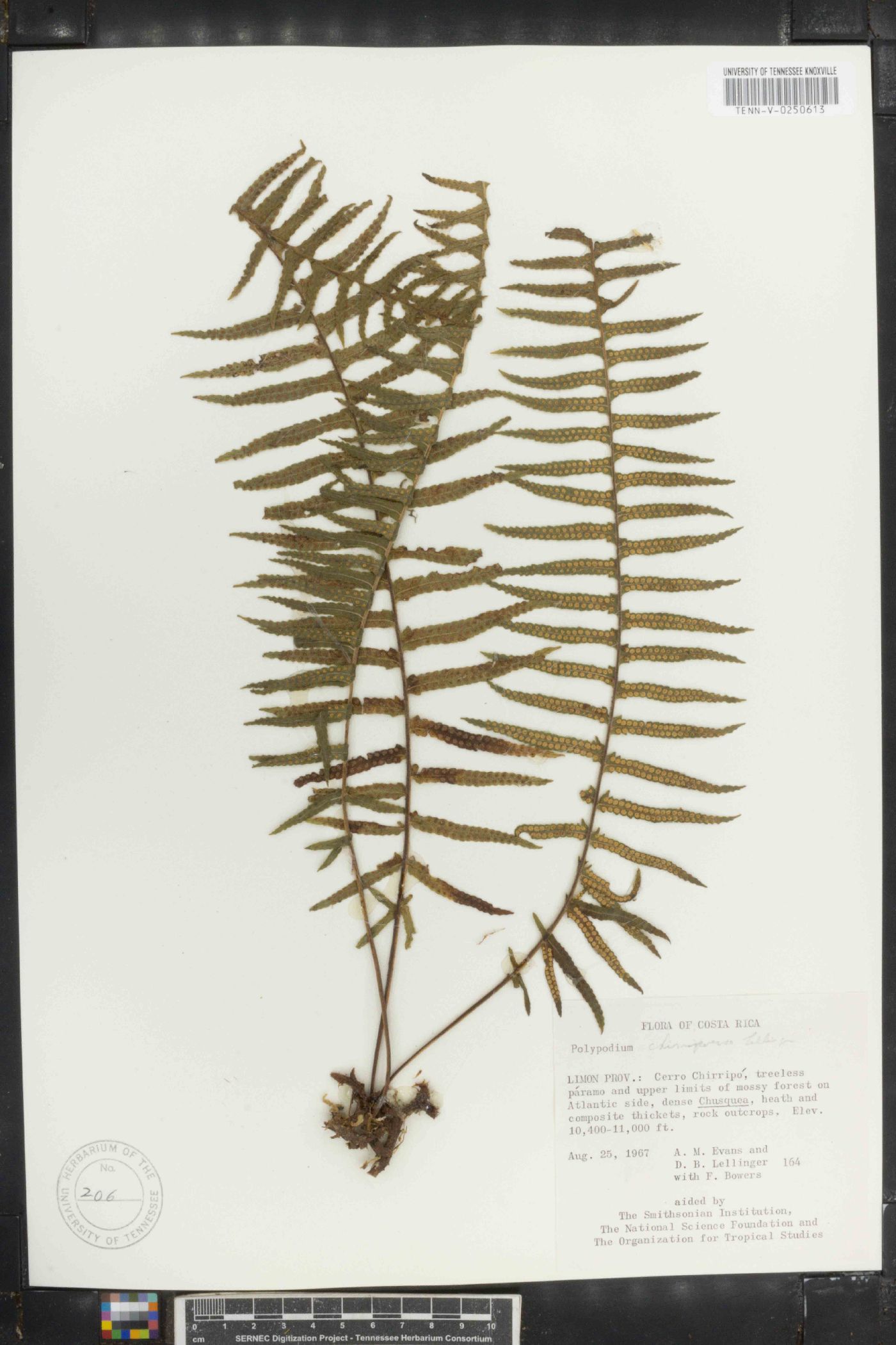 Polypodium chiapense image