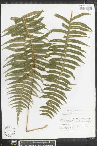 Polypodium chnoodes image