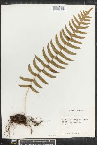 Polypodium chnoodes image