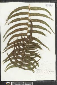 Polypodium chnoodes image