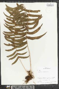 Polypodium chnoodes image