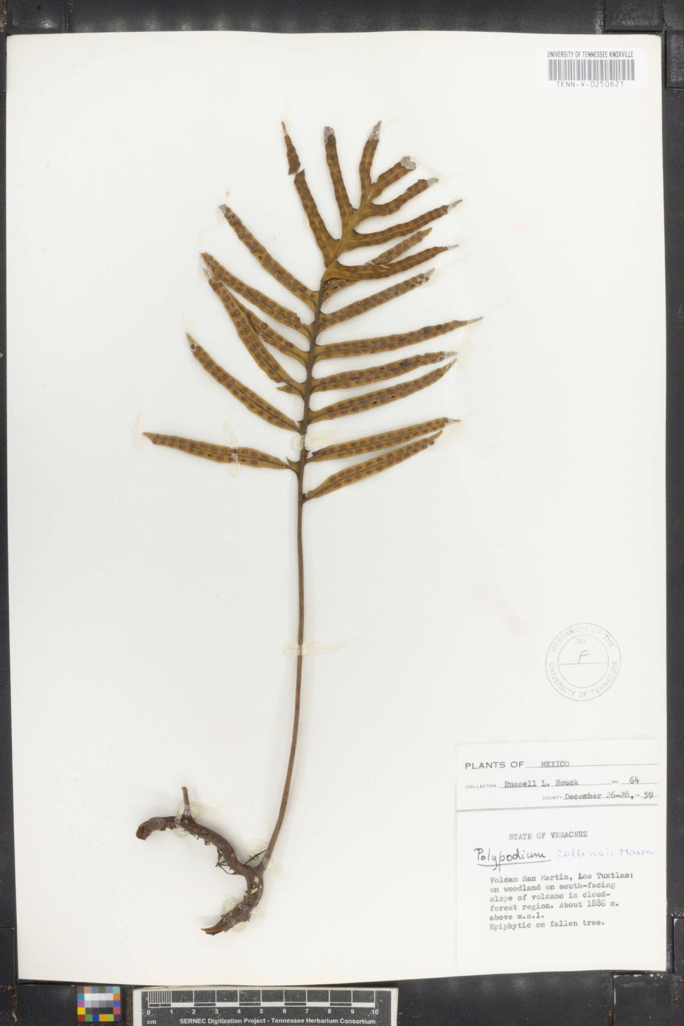 Polypodium collinsii image