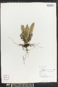 Polypodium dispersum image