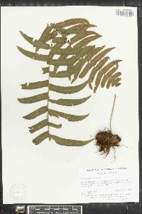 Polypodium dissimile image
