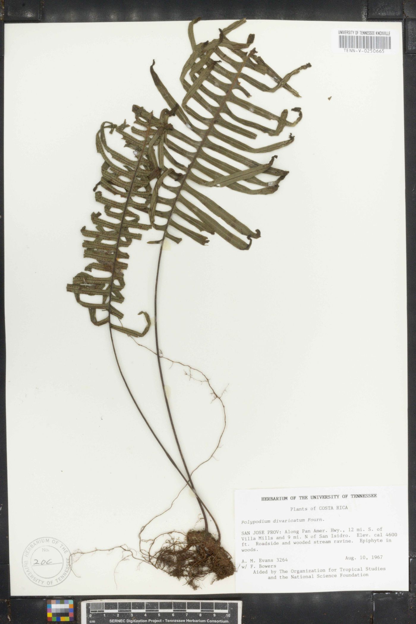 Pichisermollodes quasidivaricata image