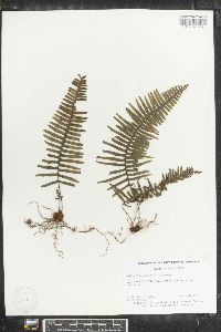 Pichisermollodes quasidivaricata image