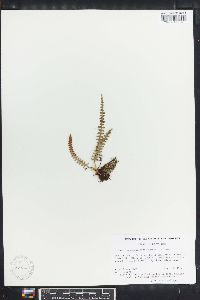 Polypodium furfuraceum image