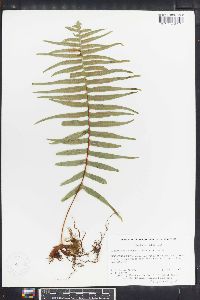 Polypodium fuscopetiolatum image