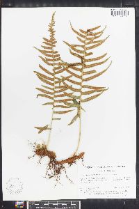 Polypodium fuscopetiolatum image