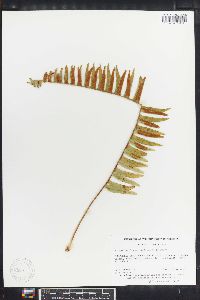 Polypodium fuscopetiolatum image