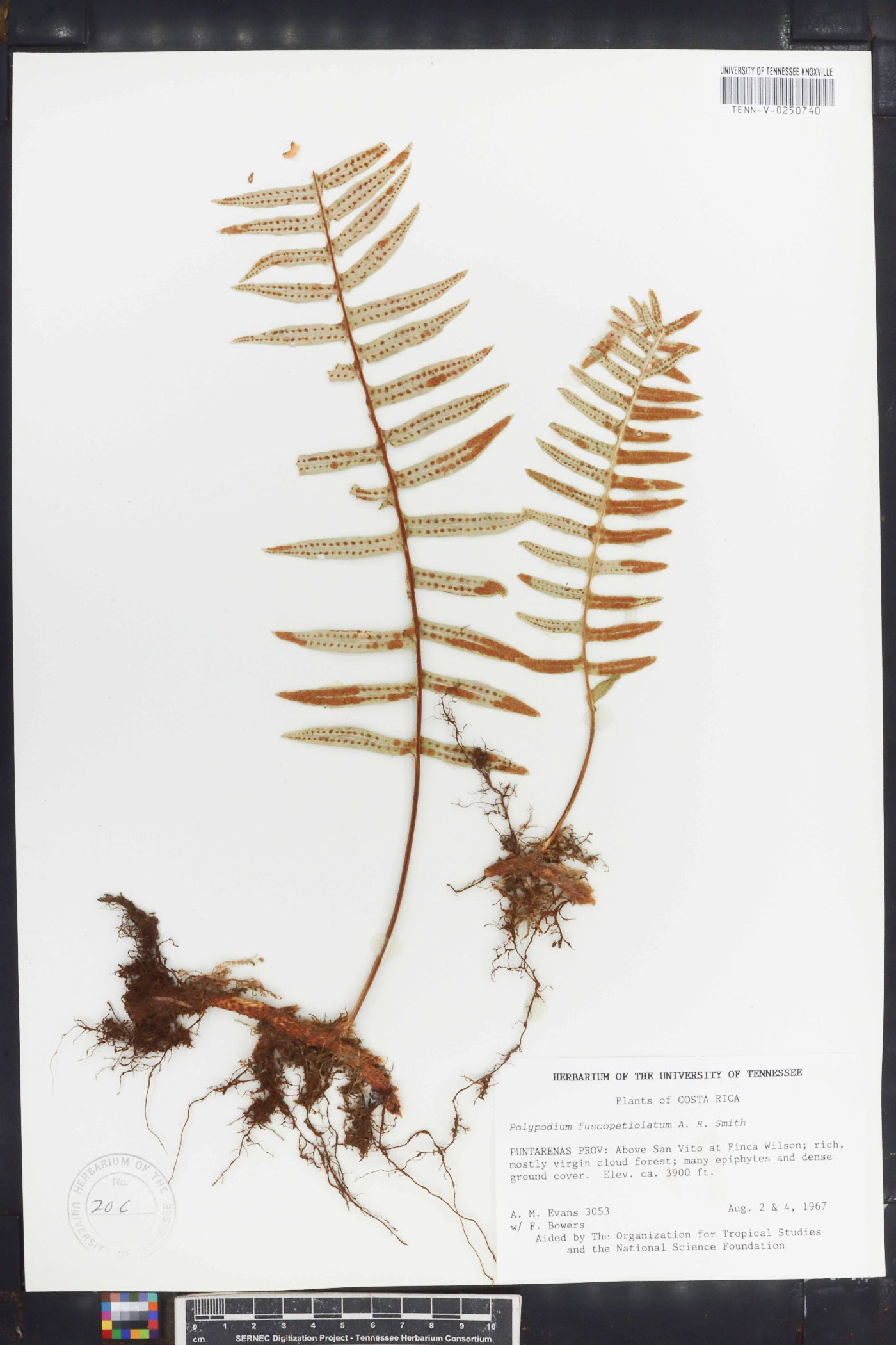 Polypodium fuscopetiolatum image