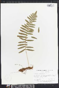 Polypodium fuscopetiolatum image