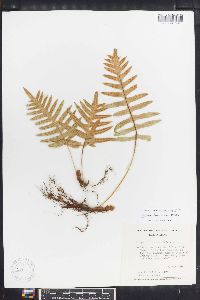 Polypodium fuscopetiolatum image